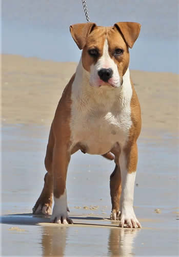 DDDawgs Queen of Hearts